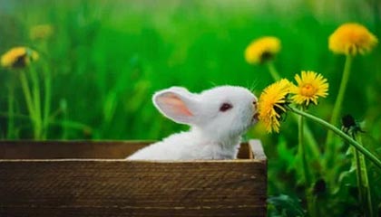 Kaiyun APP-比赛策略揭秘：得分高手的战术布局，球赛战术